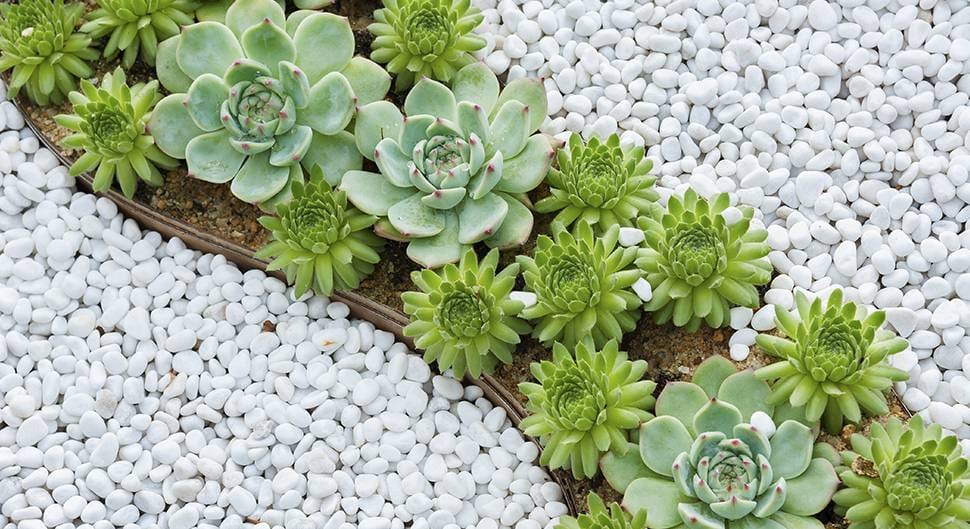 Créer un jardin sec