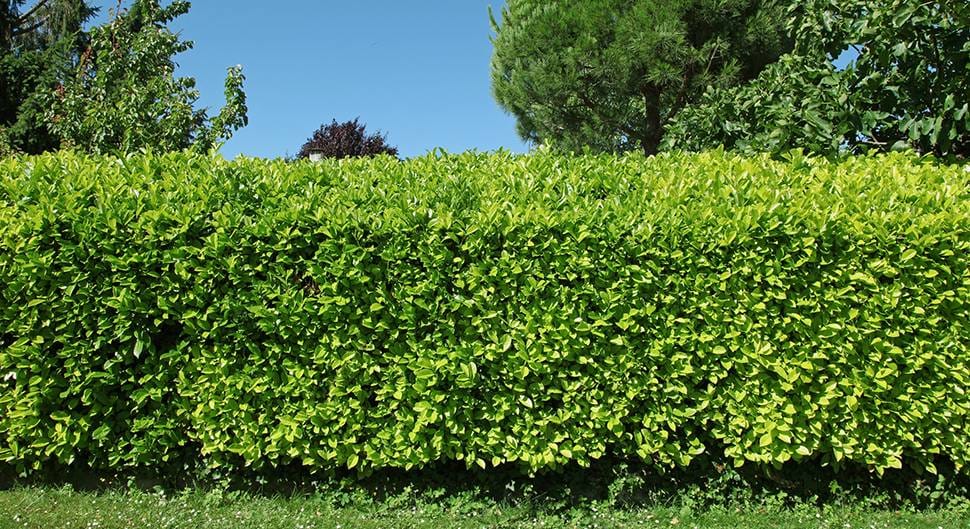 Quand la haie végétale s’invite dans le jardin 