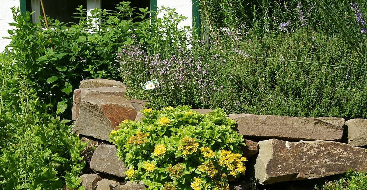 Jardin sec meditérranéeen