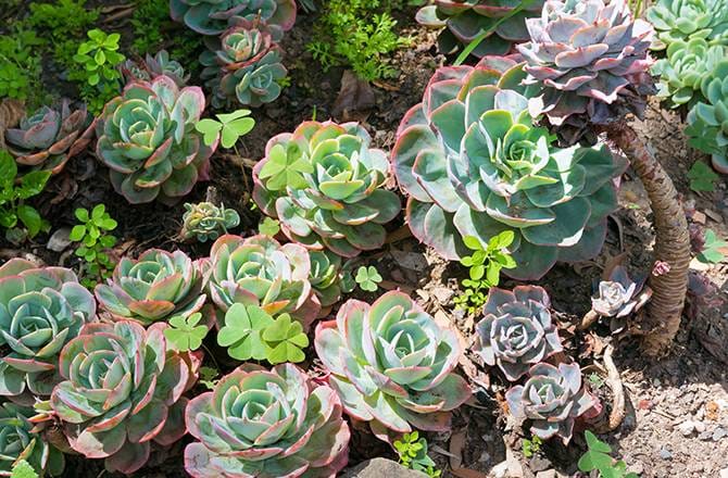 Jardin sec : l’echeveria
