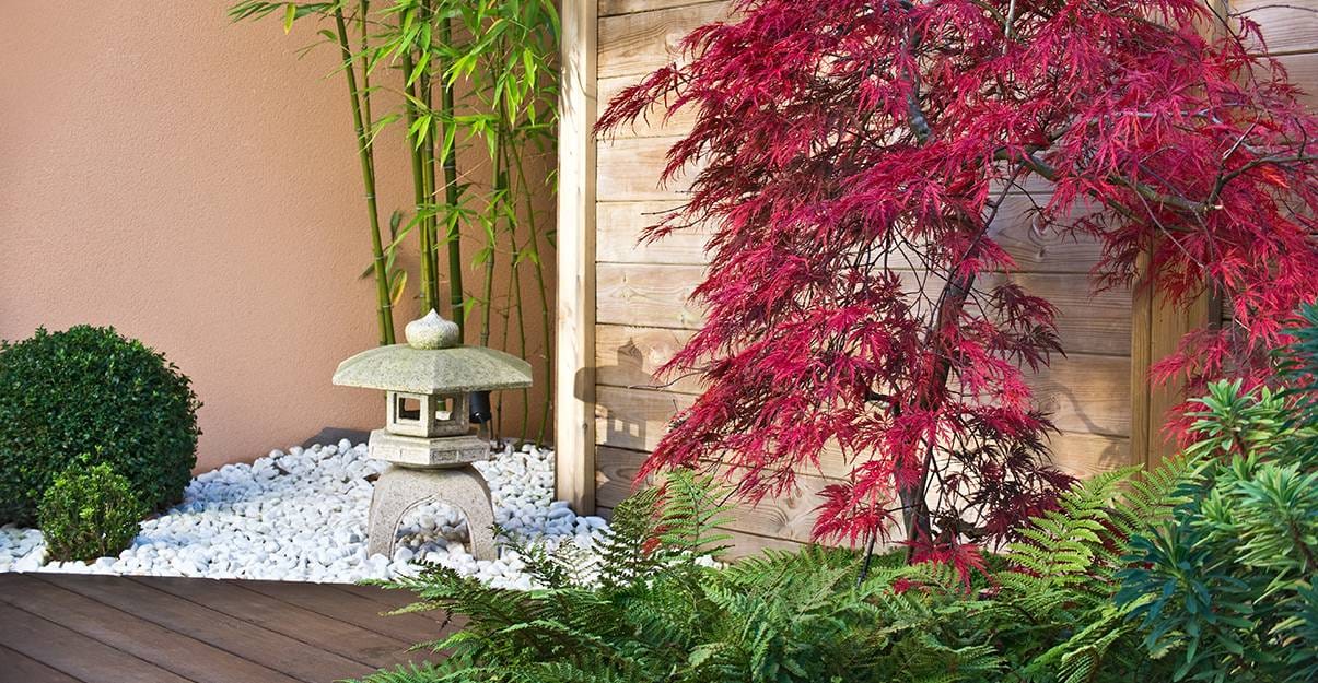 Jardin sec :  l'érable du japon