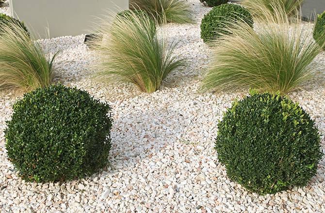 Graviers et galets : avec des plantes