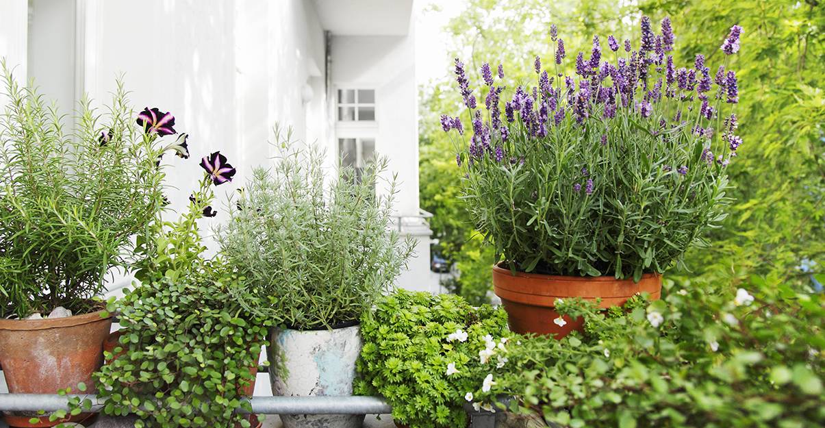 Les plantes, toujours vers l'intérieur du balcon...