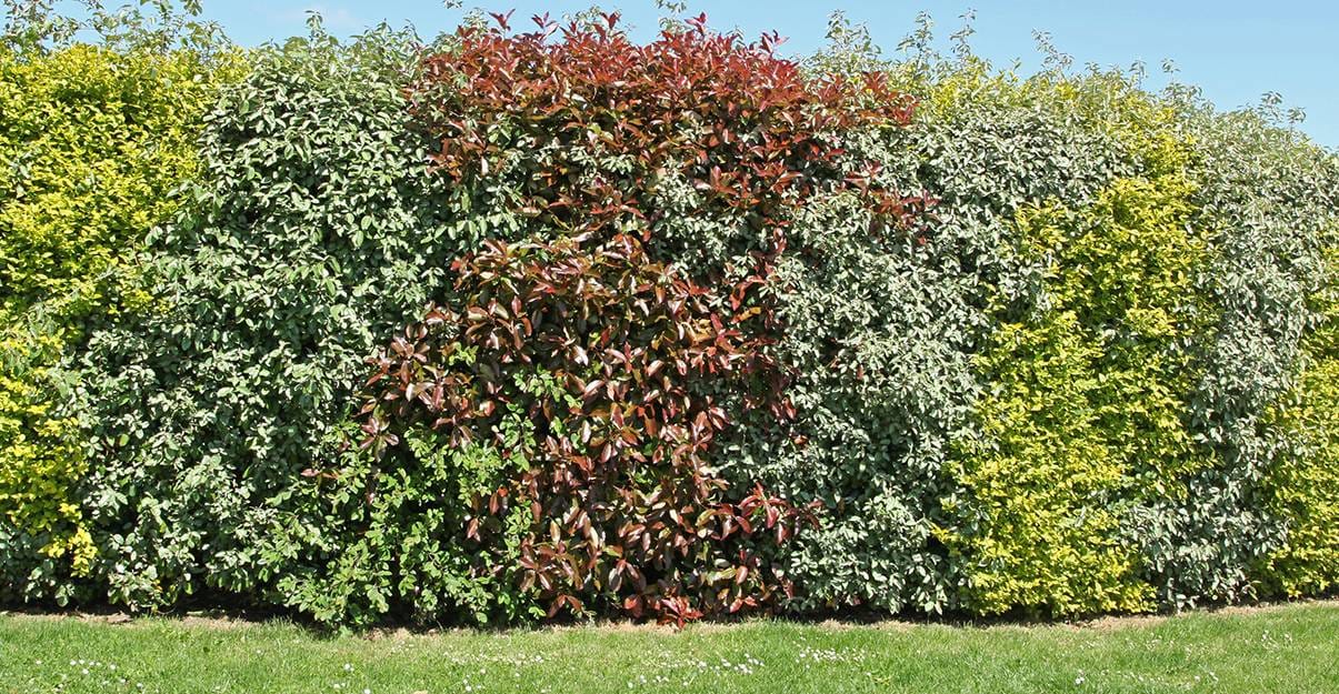 Haie végétale mixte