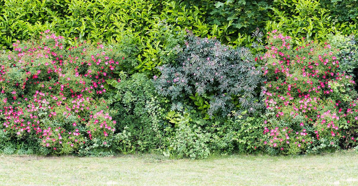 Haie mixte fleurie
