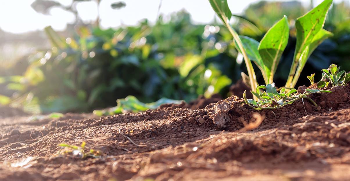 Aménagement d’un jardin : la nature du sol