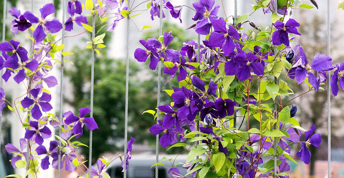 Petit jardin : planter à la verticale