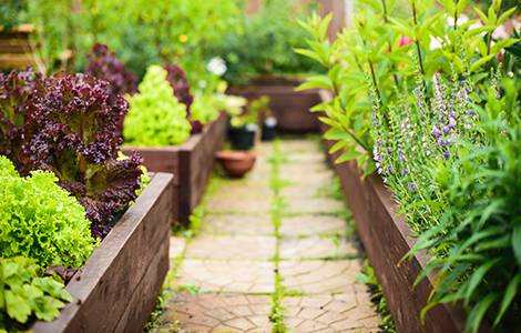 L’allée qui traverse le potager