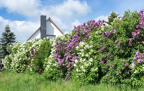 La haie libre ou haie champêtre