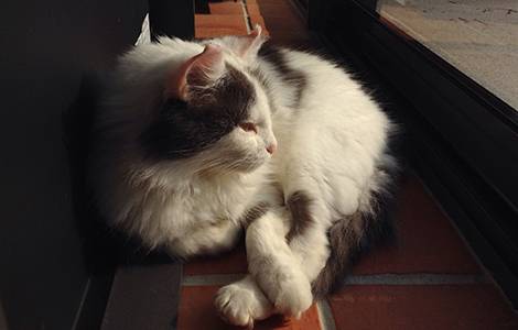 Sol intérieur : tomettes, le charme authentique