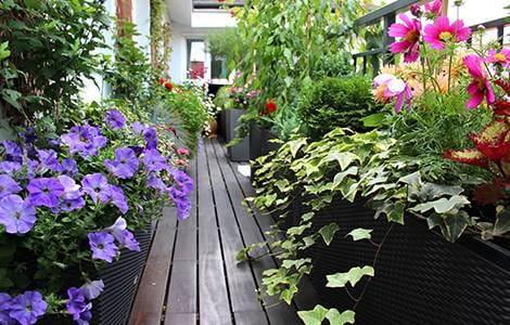Vis à vis balcon : Planter de la végétation à foison 
