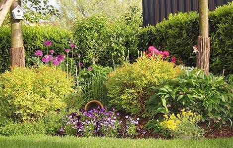 Aménagement d’un jardin : plantes faciles d'entretien