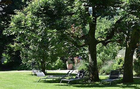 Aménagement d’un jardin : penser aux arbres