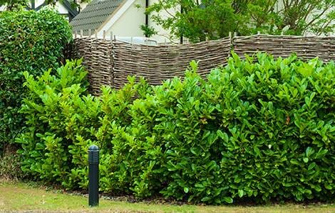 Brise vue : la canisse