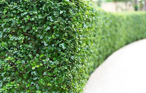 Une clôture végétale 