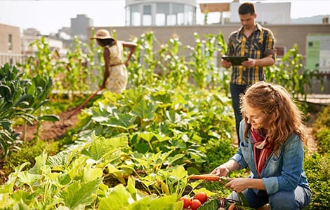 Potager urbain sur le toit d’un immeuble