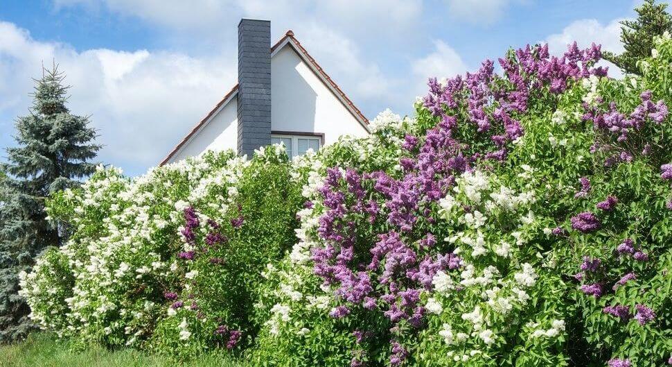Réaliser une haie durable