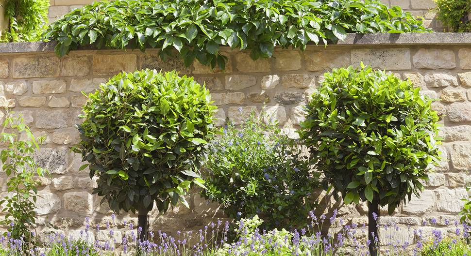 Mur mitoyen ou clôture : droits et obligations