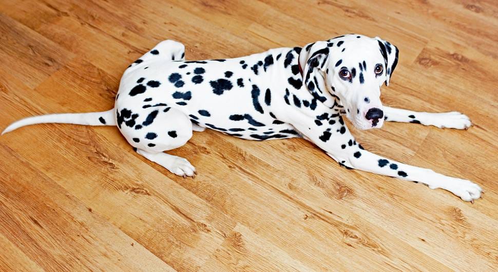 parquet pour un salon