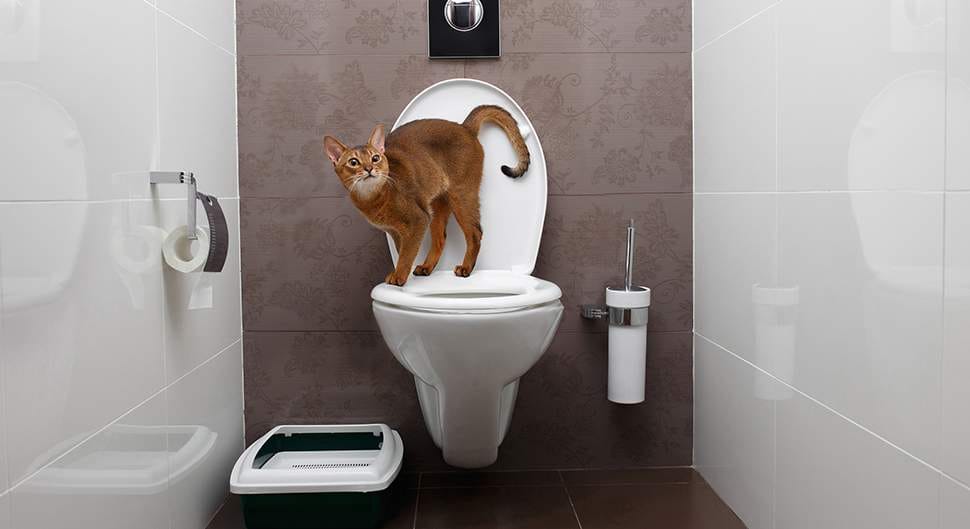 Assainissement individuel : quel budget ? 