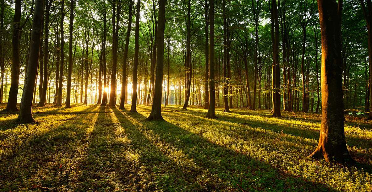 Le bois, une énergie renouvelable