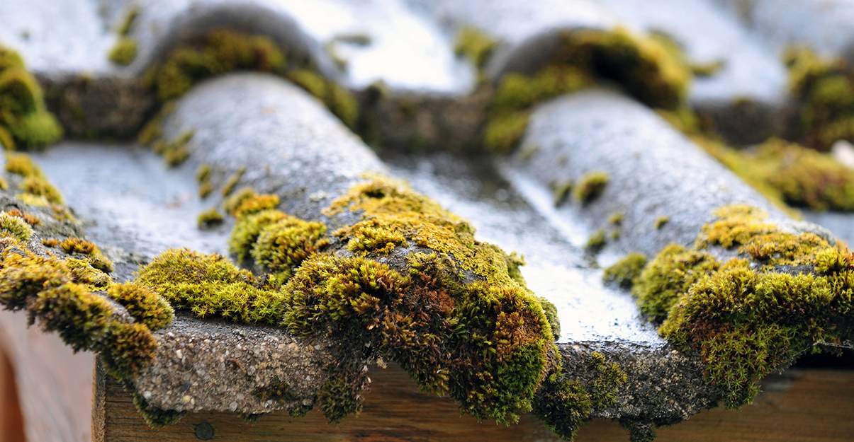 Ne pas laisser la mousse s’installer sur son toit