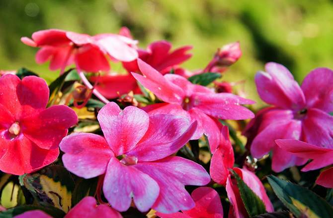 aménager un jardin sur son balcon : incontournable géranium