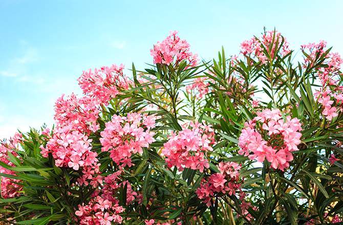 aménager un jardin sur son balcon : le laurier