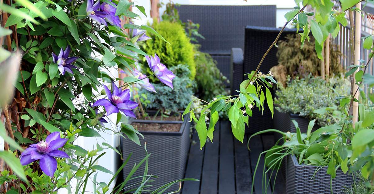 Aménagement d’un balcon :  végétalisation