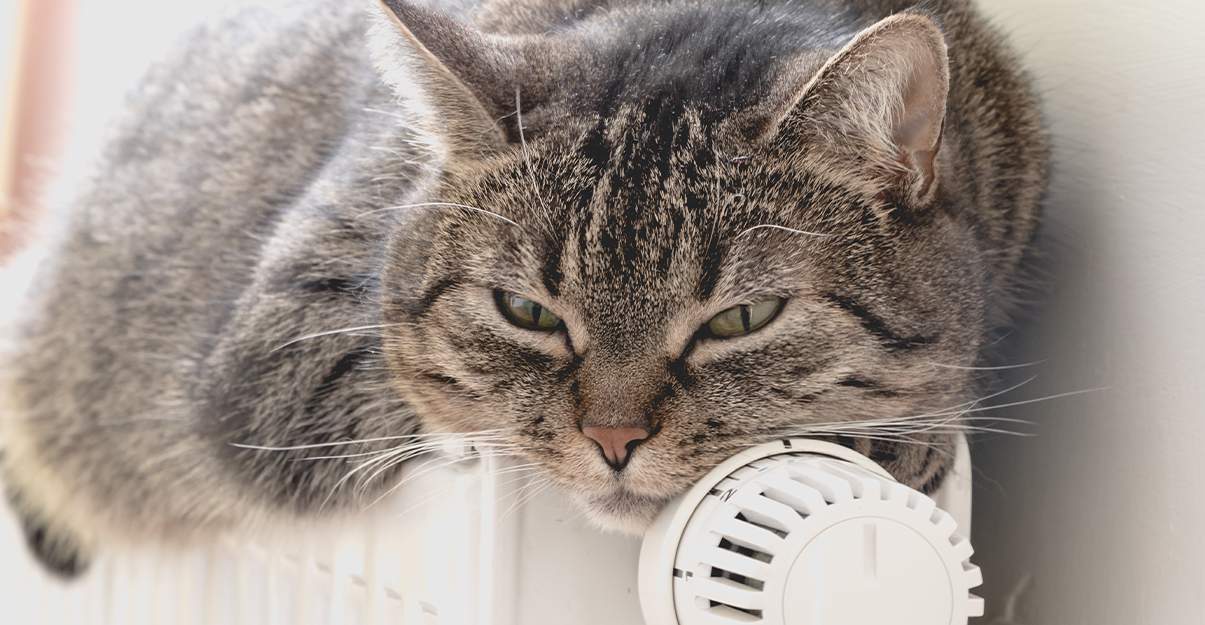 Radiateur électrique : le choix de la simplicité