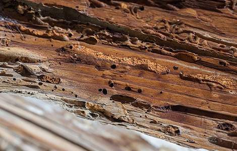 Traitement de charpente : trace de termites