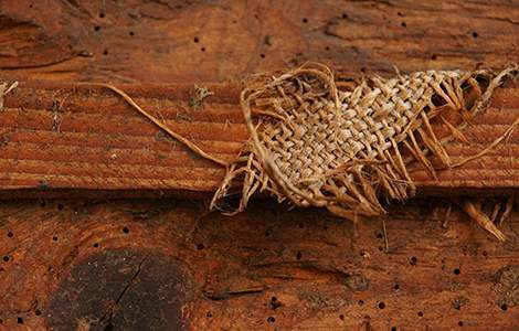 Prix du traitement xylophage