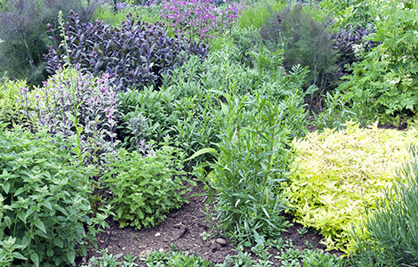 Le style jardin aromatique