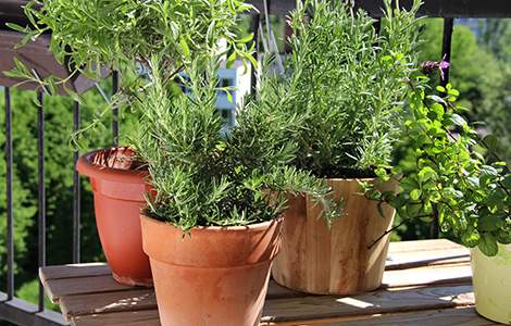 aménager un jardin sur son balcon : les aromatiques
