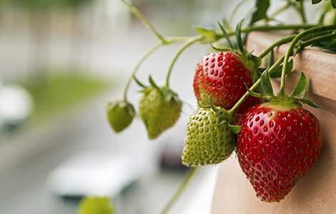 aménager un jardin sur son balcon : fraisiers remontants