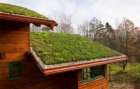 Le toit végétalisé 