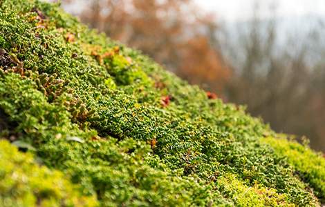 Sédum et toiture extensive