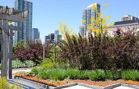 Toiture végétalisé intensive