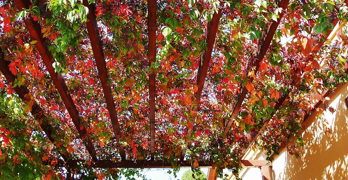 Pergola végétalisée