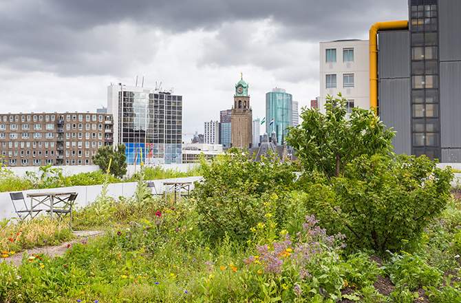 Toiture végétalisée à Copenhague