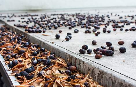 Evacuation bouchée par l’accumulation de végétaux