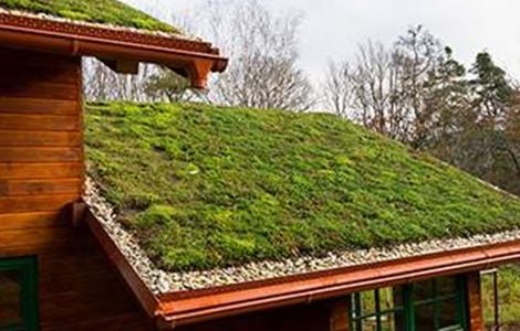 Toiture végétalisée