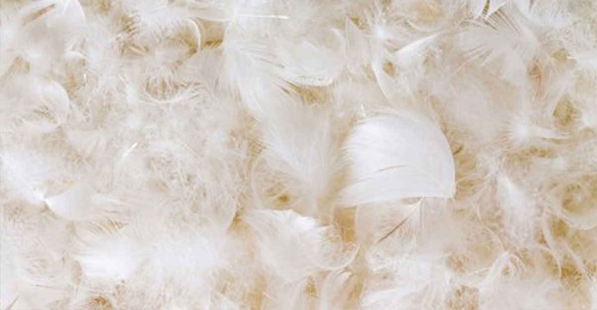 Isolant en laine de canard