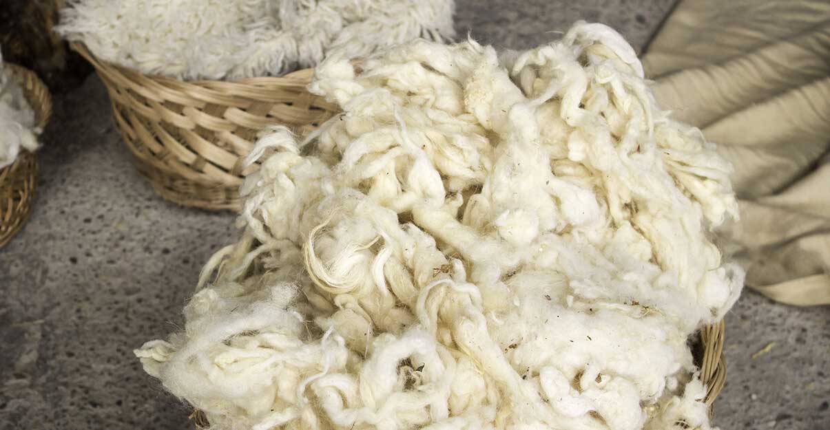 Isolant en laine de mouton