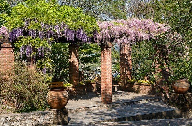 Couvrir une terrasse : la pergola végétalisée