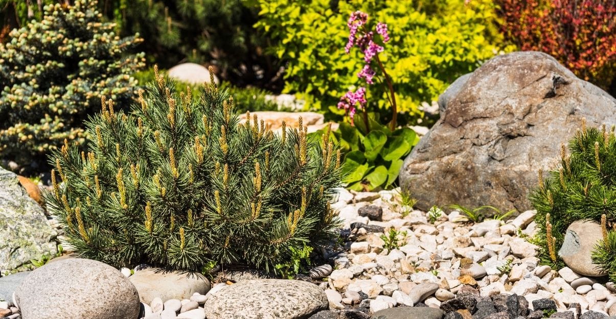 jouer avec les plantes dans un jardins sans pelouse