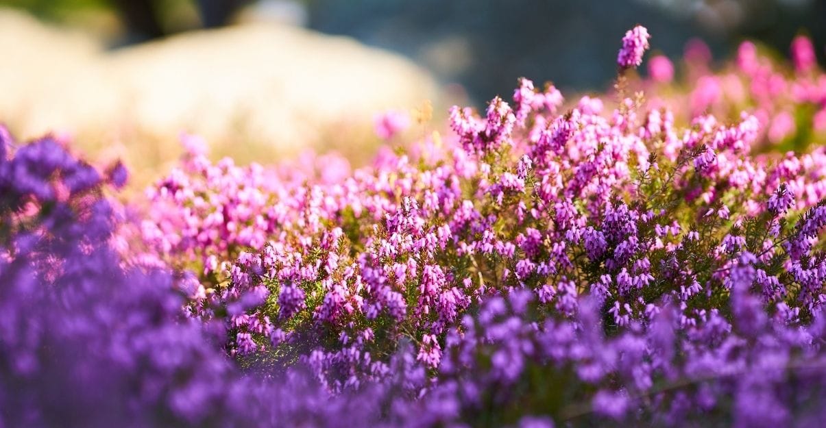 comment aménager un jardin à l'ombre 