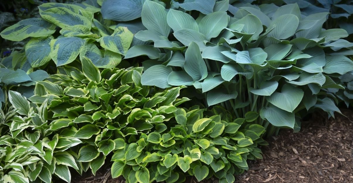 un jardin ombragé quelles plantes