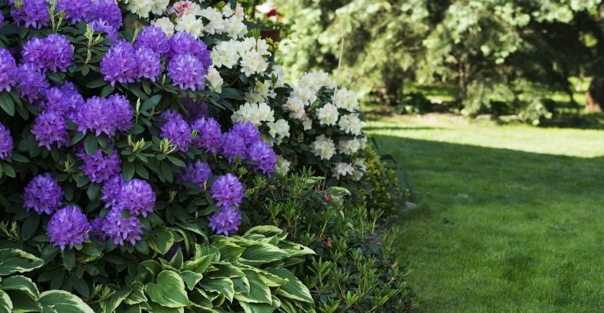 les plantes du jardin ombragé