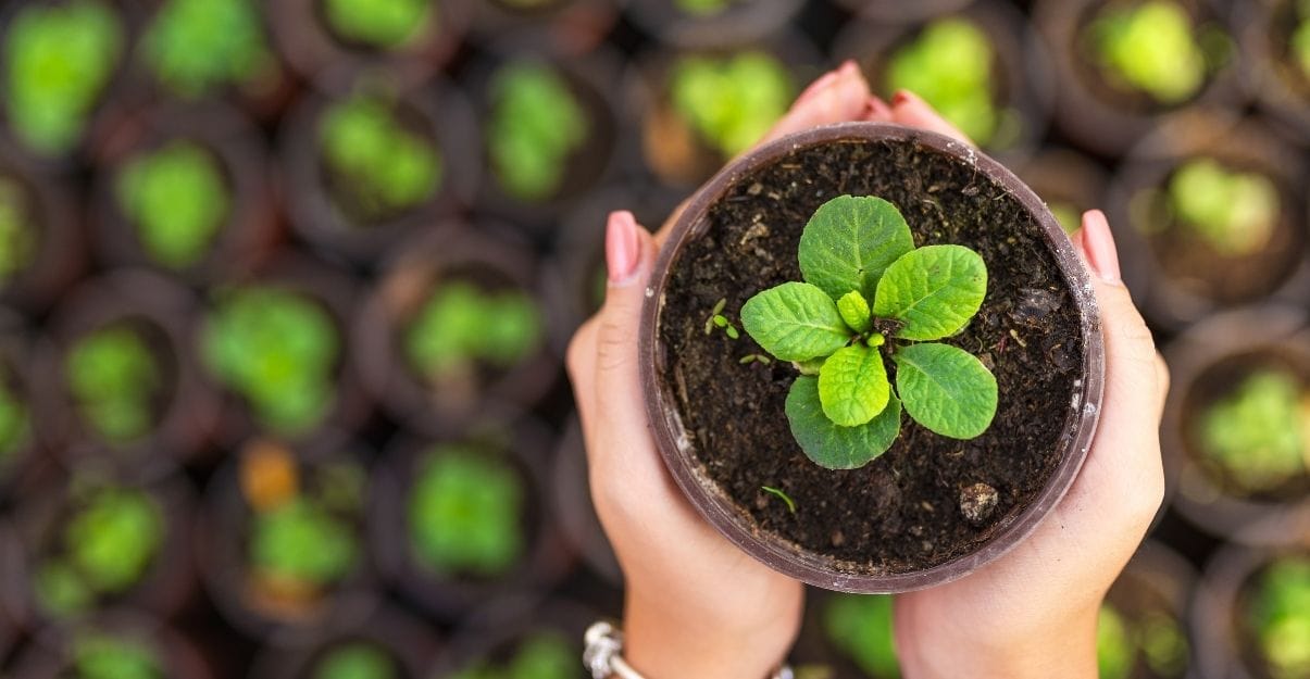 pepiniere dans grand jardin